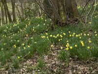 Narcissus pseudonarcissus 87, Wilde narcis, Saxifraga-Willem van Kruijsbergen