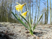 Narcissus pseudonarcissus 91, Wilde narcis, Saxifraga-Rutger Barendse