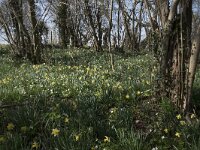 Narcissus pseudonarcissus 96, Wilde narcis, Saxifraga-Willem van Kruijsbergen
