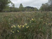 Narcissus pseudonarcissus 97, Wilde narcis, Saxifraga-Willem van Kruijsbergen