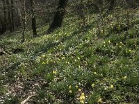 Narcissus pseudonarcissus 98, Wilde narcis, Saxifraga-Willem van Kruijsbergen