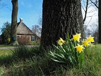 Narcissus pseudonarcissus 99, Wilde narcis, Saxifraga-Hans Dekker