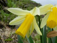 Narcissus pseudonarcissus ssp bicolor 108, Saxifraga-Rutger Barendse