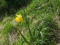 Narcissus pseudonarcissus ssp major 92, Saxifraga-Rutger Barendse