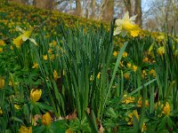 Narcissus pseudonarcissus ssp pseudonarcissus 102, Wilde narcis, Saxifraga-Ed Stikvoort