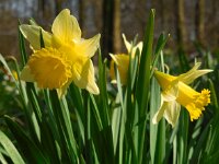 Narcissus pseudonarcissus ssp pseudonarcissus 103, Wilde narcis, Saxifraga-Ed Stikvoort