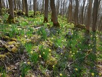 Narcissus pseudonarcissus ssp pseudonarcissus 104, Wilde narcis, Saxifraga-Ed Stikvoort