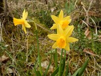 Narcissus pseudonarcissus ssp pseudonarcissus 126, Wilde narcis, Saxifraga-Ed Stikvoort