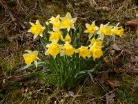 Narcissus pseudonarcissus ssp pseudonarcissus 127, Wilde narcis, Saxifraga-Ed Stikvoort