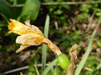 Narcissus pseudonarcissus ssp pseudonarcissus 94, Wilde narcis, Saxifraga-Rutger Barendse