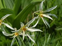 Narcissus radiiflorus 1, Saxifraga-Willem van Kruijsbergen