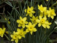 Narcissus rupicola 1, Saxifraga-Willem van Kruijsbergen