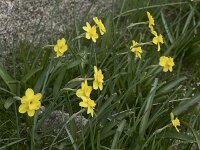 Narcissus rupicola 16, Saxifraga-Willem van Kruijsbergen