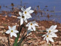 Narcissus serotinus 2, Saxifraga-Harry Jans