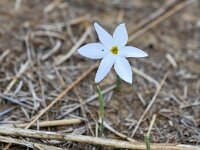 Narcissus serotinus 8, Saxifraga-Tom Heijnen