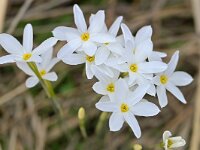 Narcissus serotinus 9, Saxifraga-Tom Heijnen