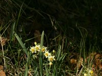 Narcissus tazetta 1, Saxifraga-Dirk Hilbers