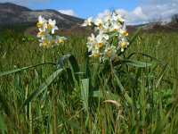 Narcissus tazetta 19, Saxifraga-Ed Stikvoort