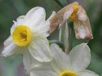 Narcissus tazetta 7, Saxifraga-Rutger Barendse