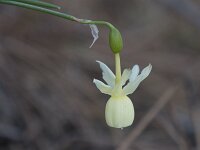 Narcissus triandrus