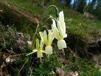 Narcissus triandrus 2, Saxifraga-Hans Grotenhuis