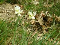 Narcissus triandrus 3, Saxifraga-Hans Grotenhuis