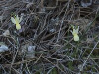 Narcissus triandrus 8, Saxifraga-Willem van Kruijsbergen