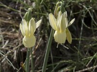 Narcissus triandrus ssp pallidulus 11, Saxifraga-Willem van Kruijsbergen