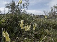 Narcissus triandrus ssp pallidulus 13, Saxifraga-Willem van Kruijsbergen