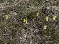 Narcissus triandrus ssp pallidulus 17, Saxifraga-Willem van Kruijsbergen