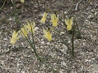 Narcissus triandrus ssp pallidulus 20, Saxifraga-Willem van Kruijsbergen