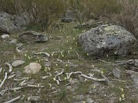 Narcissus triandrus ssp pallidulus 27, Saxifraga-Willem van Kruijsbergen