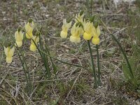 Narcissus triandrus ssp pallidulus 29, Saxifraga-Willem van Kruijsbergen