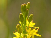 Narthecium ossifragum 106, Beenbreek, Saxifraga-Jan Nijendijk
