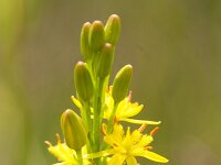 Narthecium ossifragum 117, Beenbreek, Saxifraga-Jan Nijendijk