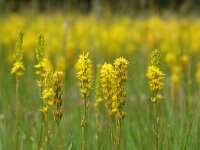 Narthecium ossifragum 119, Beenbreek, Saxifraga-Mark Zekhuis