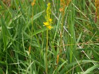 Narthecium ossifragum 30, Beenbreek, Saxifraga-Rudmer Zwerver