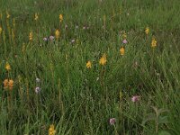 Narthecium ossifragum 48, Beenbreek, Saxifraga-Hans Boll