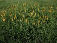 Narthecium ossifragum 51, Beenbreek, Saxifraga-Hans Boll