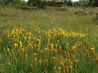 Narthecium ossifragum 9, Beenbreek, Saxifraga-Willem van Kruijsbergen