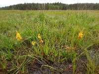 Narthecium ossifragum 94, Beenbreek, Saxifraga-Ed Stikvoort