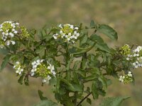 Nasturtium officinale 10, Witte waterkers, Saxifraga-Jan van der Straaten