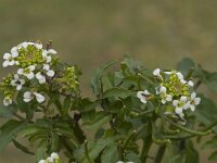 Nasturtium officinale 11, Witte waterkers, Saxifraga-Jan van der Straaten