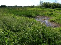 Nasturtium officinale 12, Witte waterkers, Saxifraga-Hans Boll