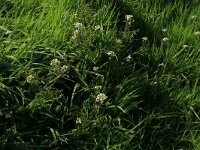 Nasturtium officinale 15, Witte waterkers, Saxifraga-Hans Boll