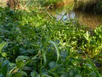 Nasturtium officinale 16, Witte waterkers, Saxifraga-Rutger Barendse