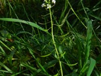 Nasturtium officinale 17, Witte waterkers, Saxifraga-Rutger Barendse