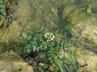 Nasturtium officinale 18, Slanke waterkers, Saxifraga-Jan van der Straaten