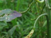 Nasturtium officinale 2, Witte waterkers, Saxifraga-Rutger Barendse
