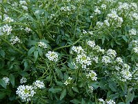 Nasturtium officinale 20, Witte waterkers, Saxifraga-Ed Stikvoort : Finisterre en Santiago de Compostela A900